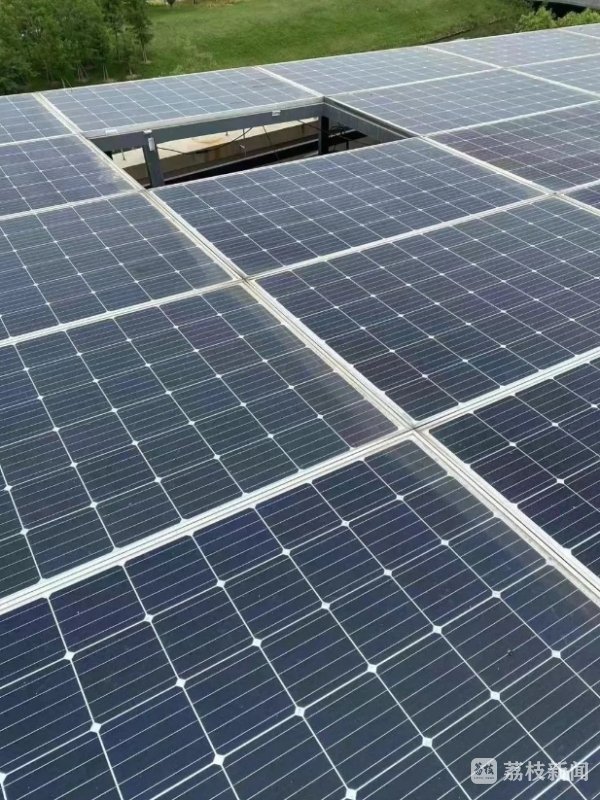 开云kaiyun.com深爱绿植的吴先生破耗62000元购买一株罗汉松-kai云体育app官方下载app最新版本-kai云体育app官方登录入口